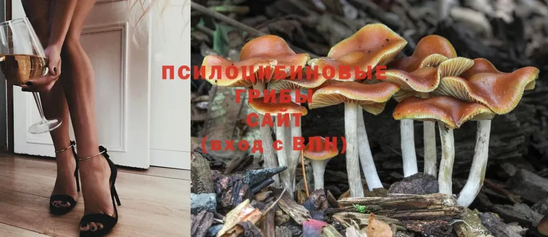 магазин продажи   Тейково  Галлюциногенные грибы MAGIC MUSHROOMS 